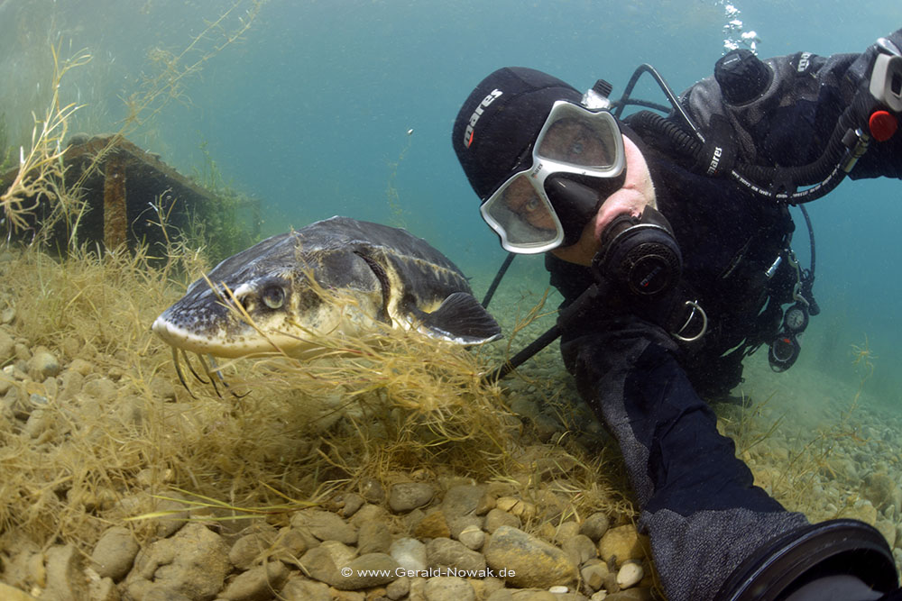 Mal schnell den Kopf unter Wasser stecken – am D.Loch im Allgäu