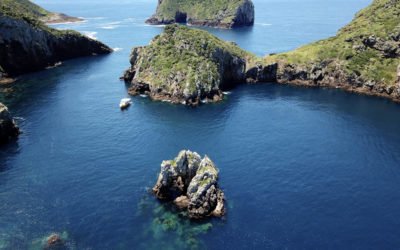 Die “Armen Ritter Inseln” – the Poor Knights Islands