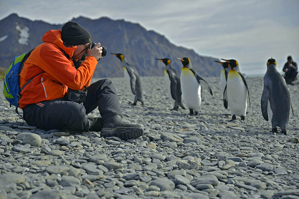 Südgeorgien Teil 2 – die Insel der Tiere